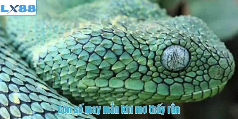 Con số may mắn khi mơ thấy rắn