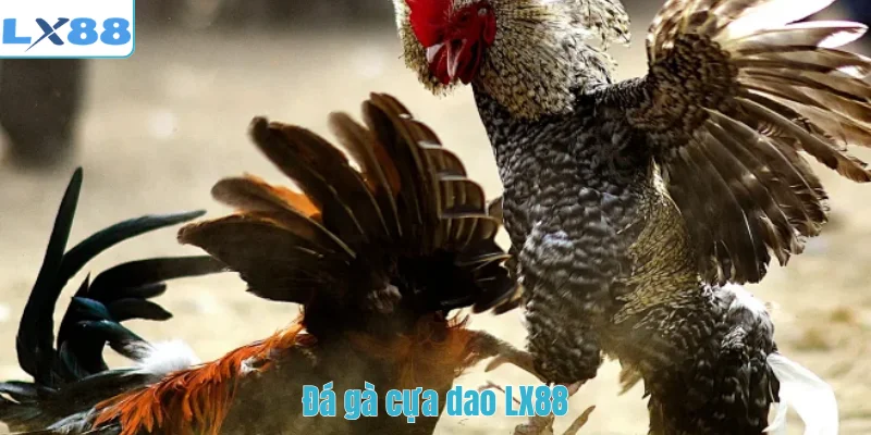 Đá gà cựa dao LX88