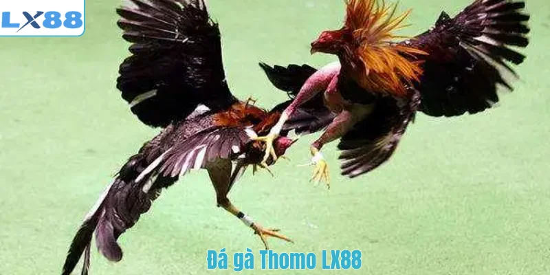 Đá gà Thomo LX88
