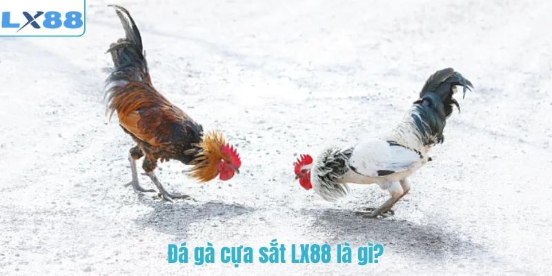 Đá gà cựa sắt LX88 là gì?