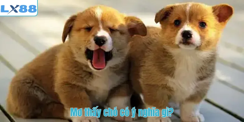 Mơ thấy chó có ý nghĩa gì?