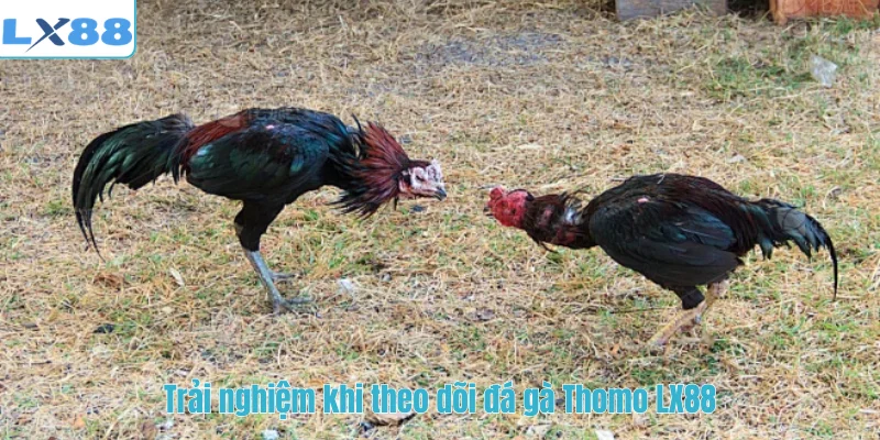 Trải nghiệm khi theo dõi đá gà Thomo LX88